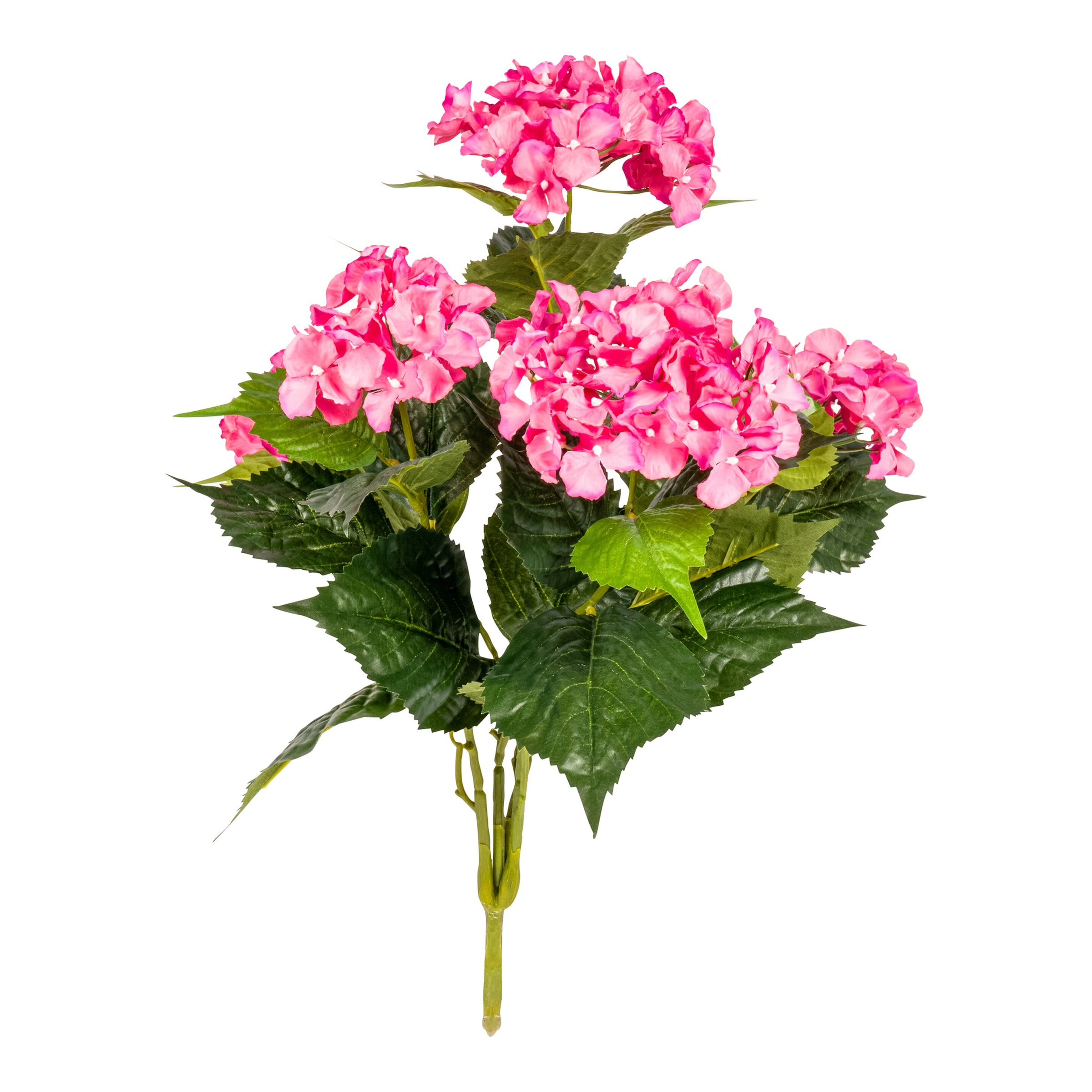 Hortensienbusch "XXL"