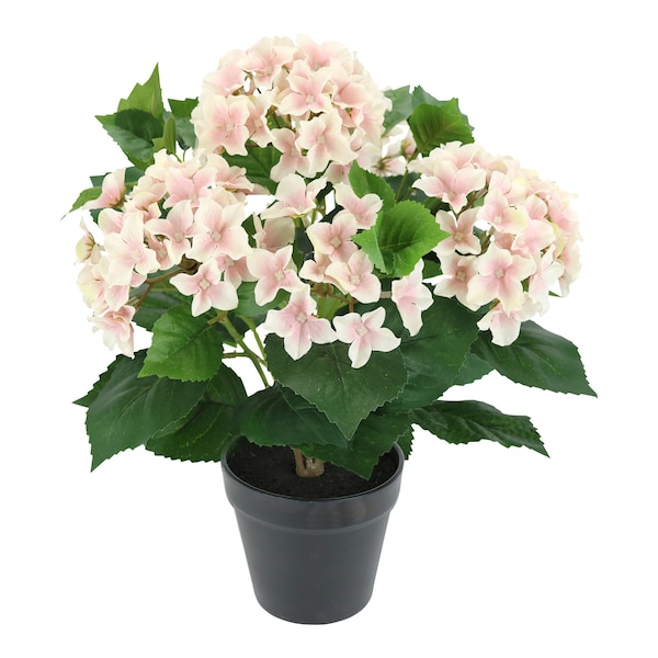 roze