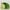 Rassel Raupe mit Vibration PlayQ