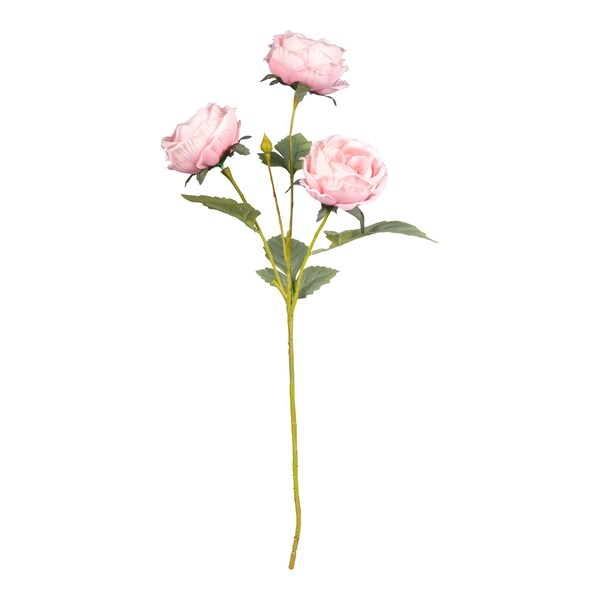 roze