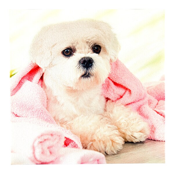 Hund