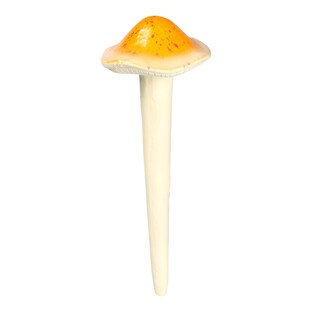 Champignon lumineux