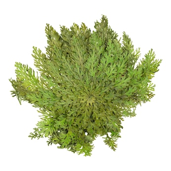 Rose von Jericho