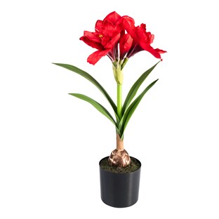 Decoratiebloem 'Amaryllis'