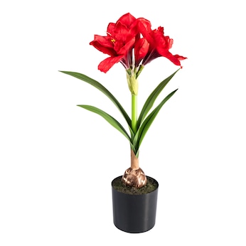 Decoratiebloem 'Amaryllis'