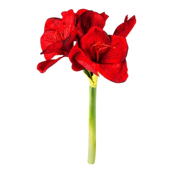 Deko-Amaryllis, 1 Stück
