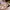 Greifling Knister-Seestern Meereskinder