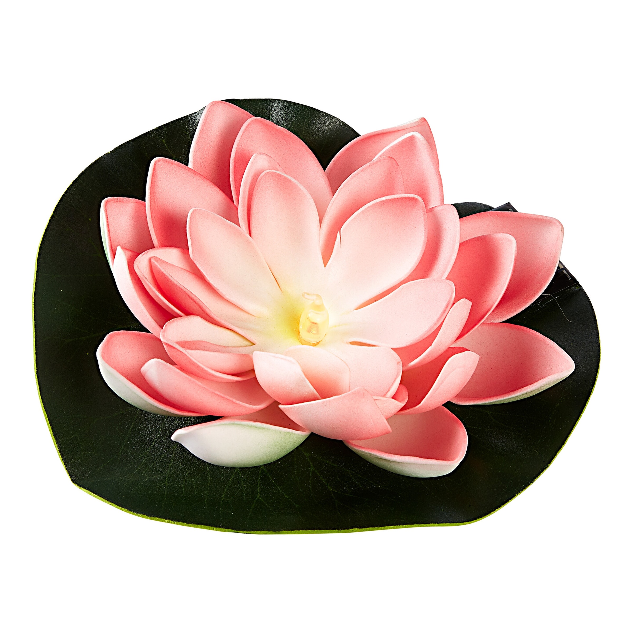 Image of Solar-Seerose, rosa