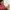 10368 Chrysantheme