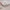 Kinder Teppich Softstar Kids Safari Animal Friends