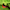 Rassel Raupe mit Vibration PlayQ