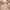 Kinder Teppich Softstar Kids Safari Animal Friends