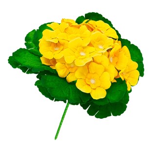 Primula