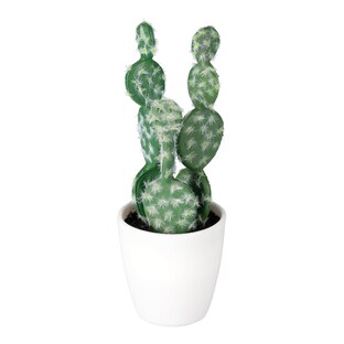 Cactus «Texas»