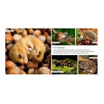 Pappbilderbuch Meine liebsten Tiere im Wald