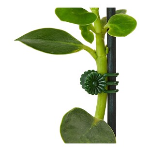 Plantenclips, 30 stuks