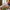 11505 Waldpilze