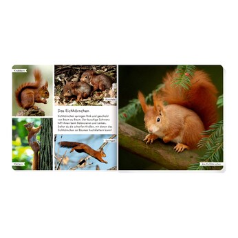 Pappbilderbuch Meine liebsten Tiere im Wald