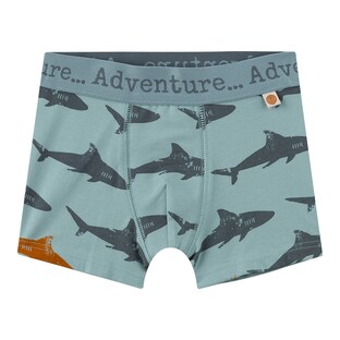 Boxer requins