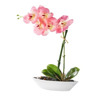 Deko-Orchidee