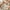Kinder Teppich Softstar Kids Safari Animal Friends