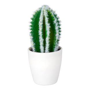 Cactus “Texas”