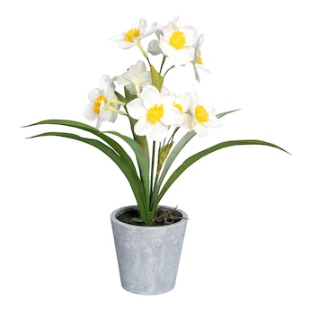 Narcissen in pot