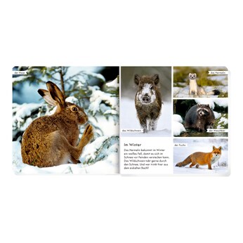 Pappbilderbuch Meine liebsten Tiere im Wald