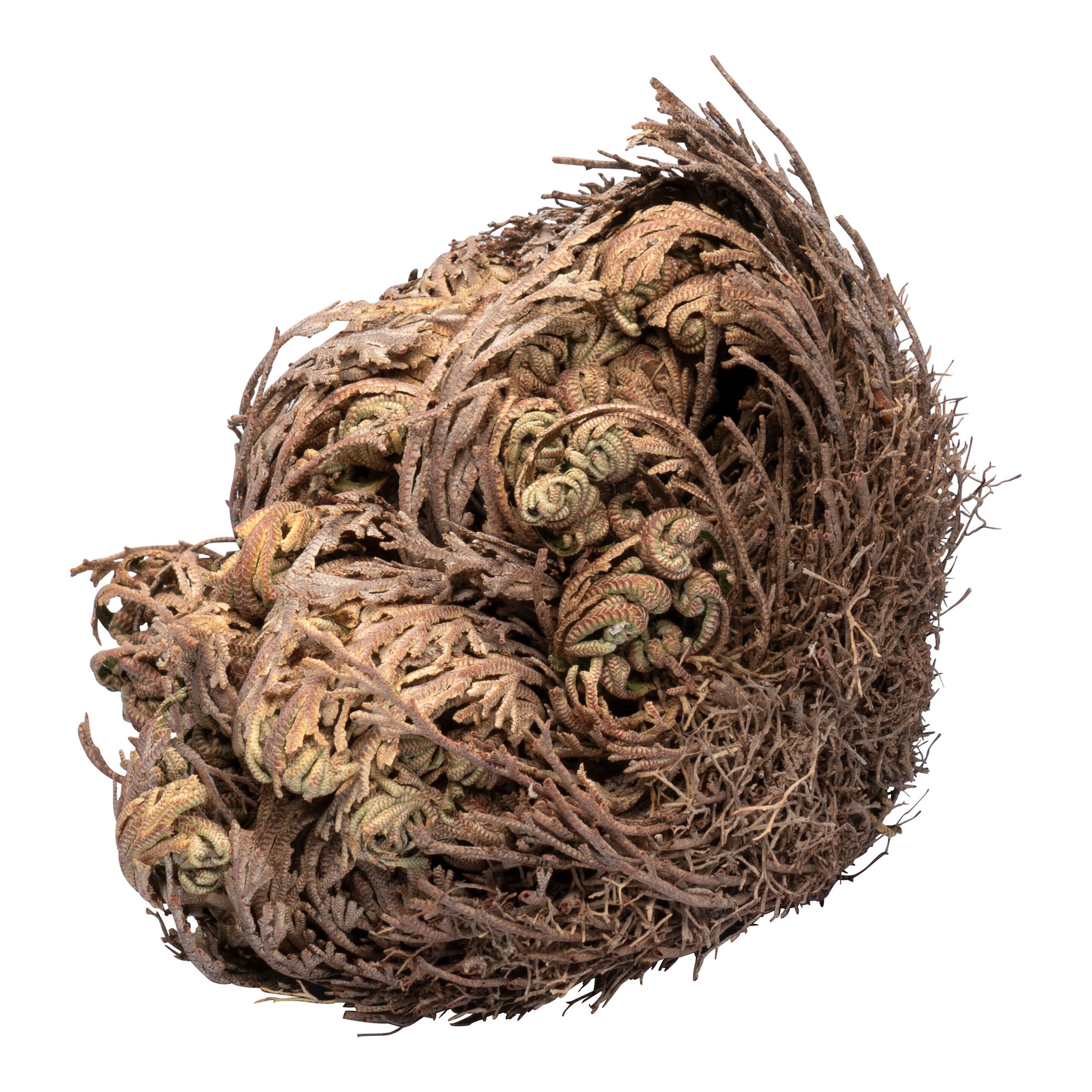 Rose von Jericho