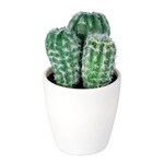 Cactus «Texas»