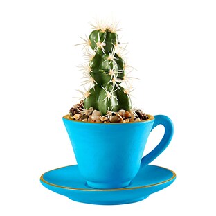 Deco-kopje “Cactus”