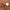 10368 Chrysantheme