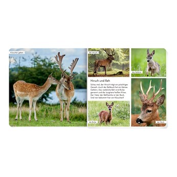 Pappbilderbuch Meine liebsten Tiere im Wald