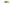 Regenbogen Krokodil