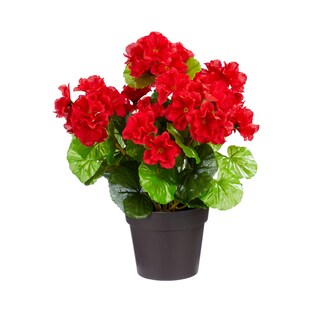 Staande geranium rood