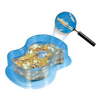 Original Salzkrebse