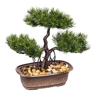 Bonsai „Natur“