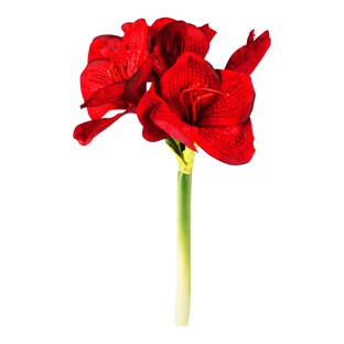 Deco-amaryllis, 1 stuk