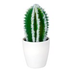 Cactus «Texas»