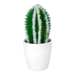 Cactus «Texas»