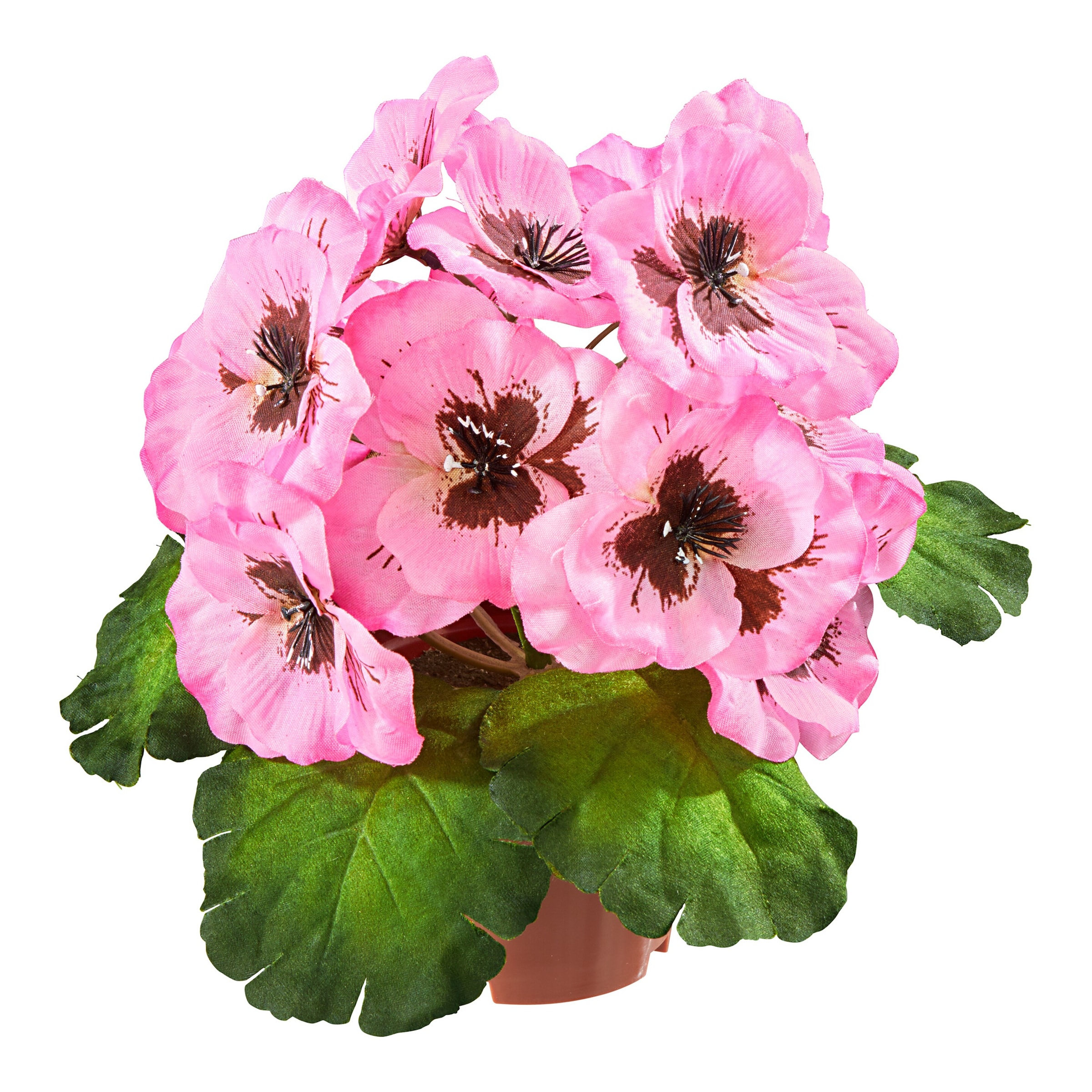Image of Stiefmütterchen, rosa