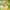 Sonnenhut Blumen