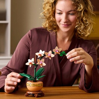 10343 Mini-Orchidee